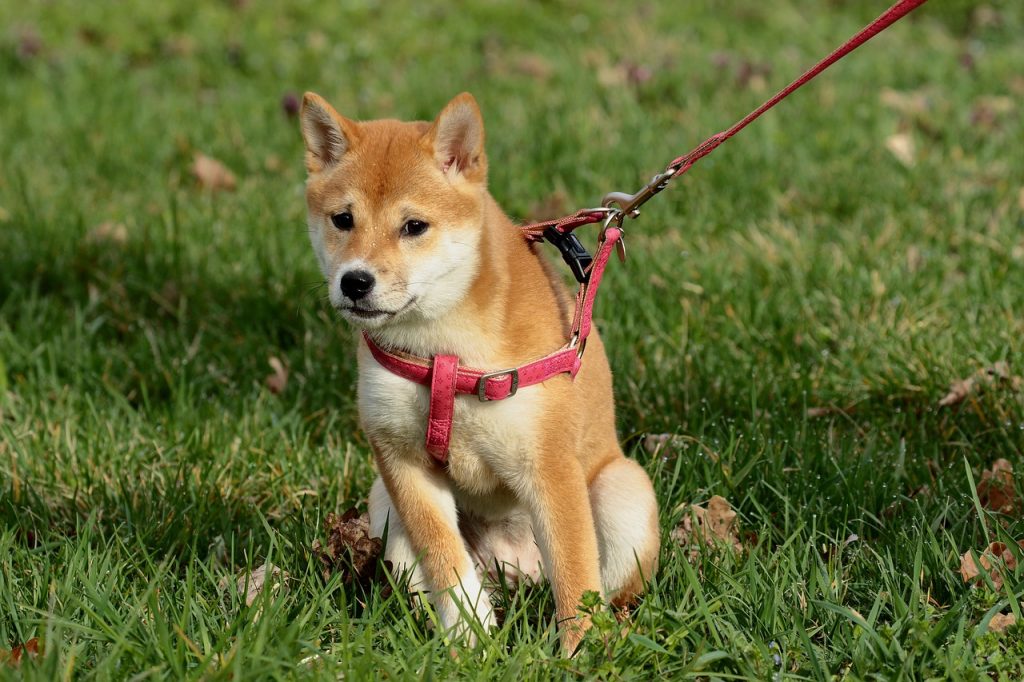 Dog Harness to Prevent Pulling