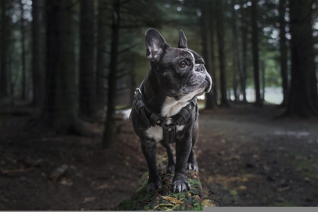 leather dog harnesses