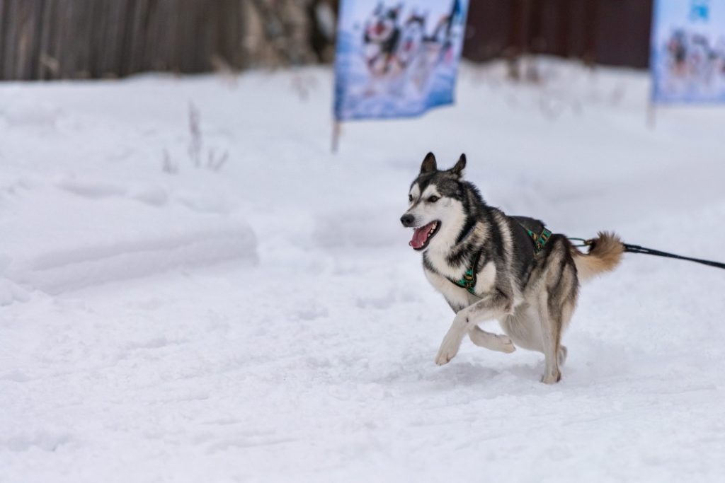 Dog Harness That Stops Pulling