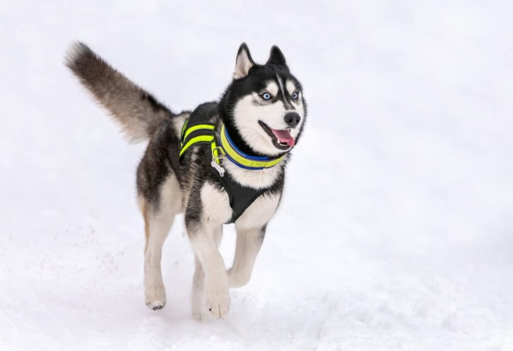 dog harness with water bottle holder