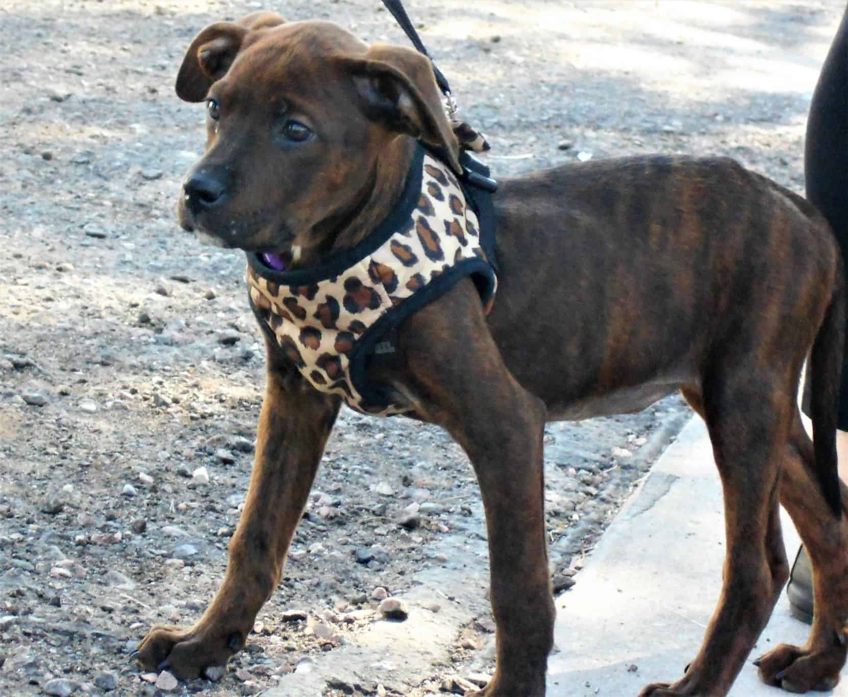 Dog Harness with a Water Bottle Holder That Actually Works!