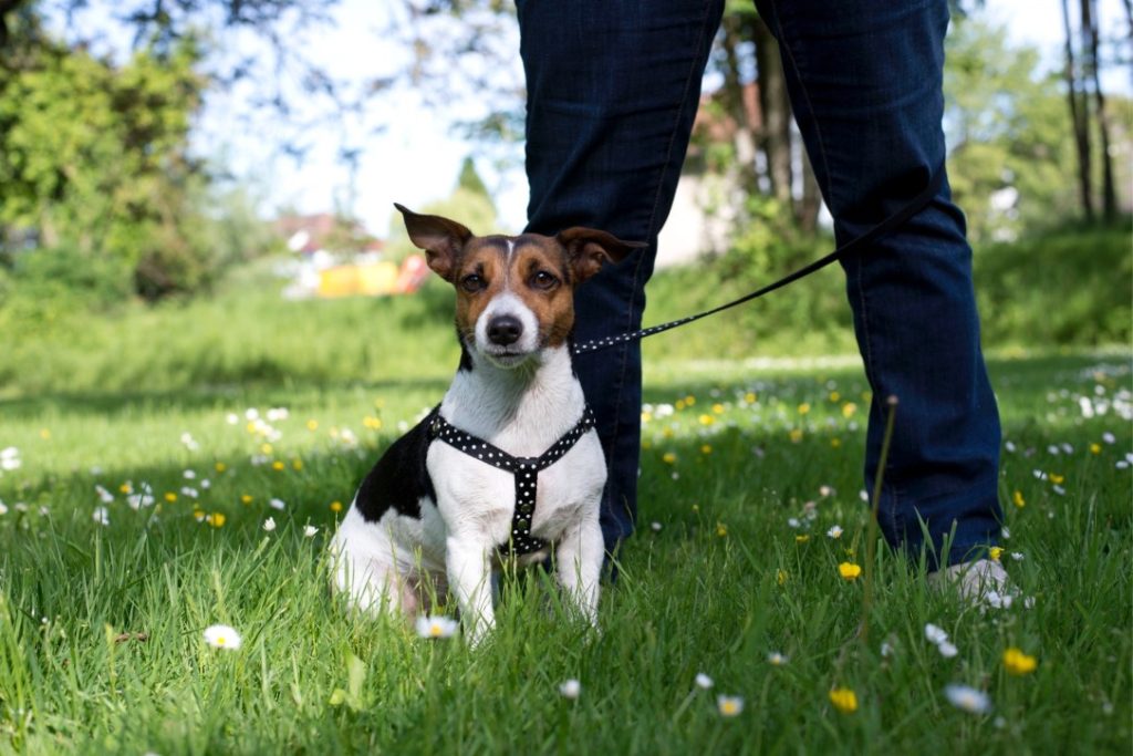 how to stop dog pulling