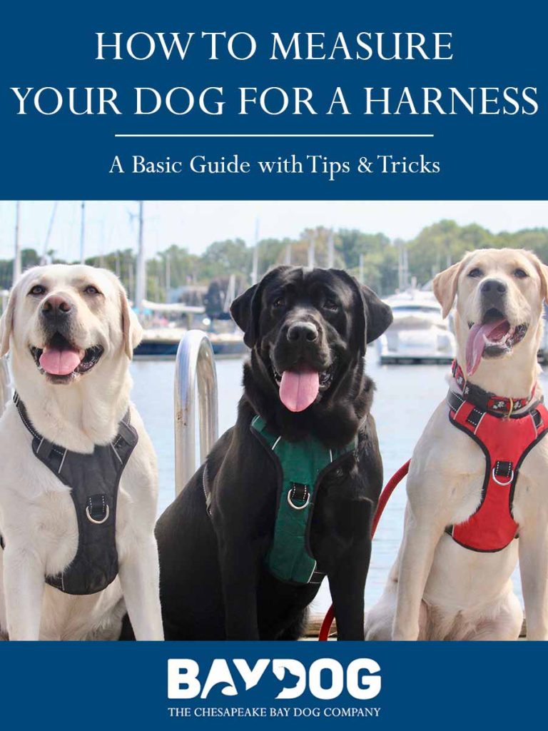 dog harness fitting guide