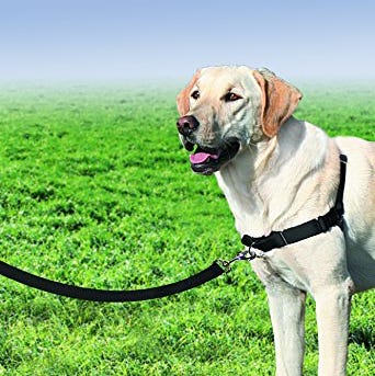 dog harness for sensitive skin