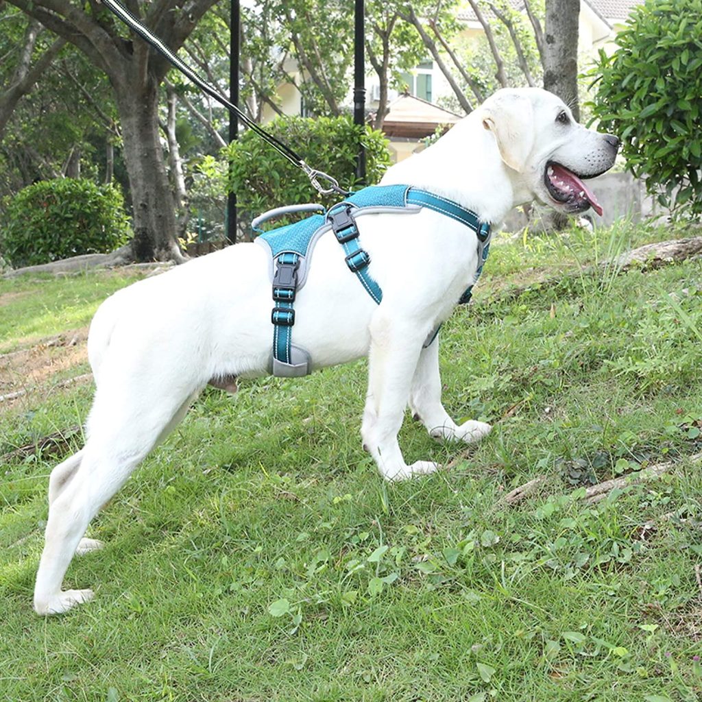 dog harness with handle on back
