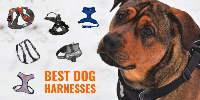 dog harness types