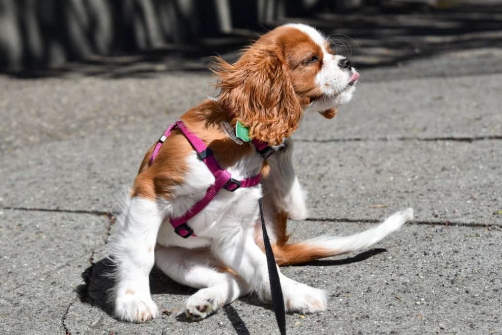 led dog harness