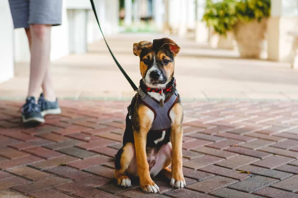 lighted dog harness