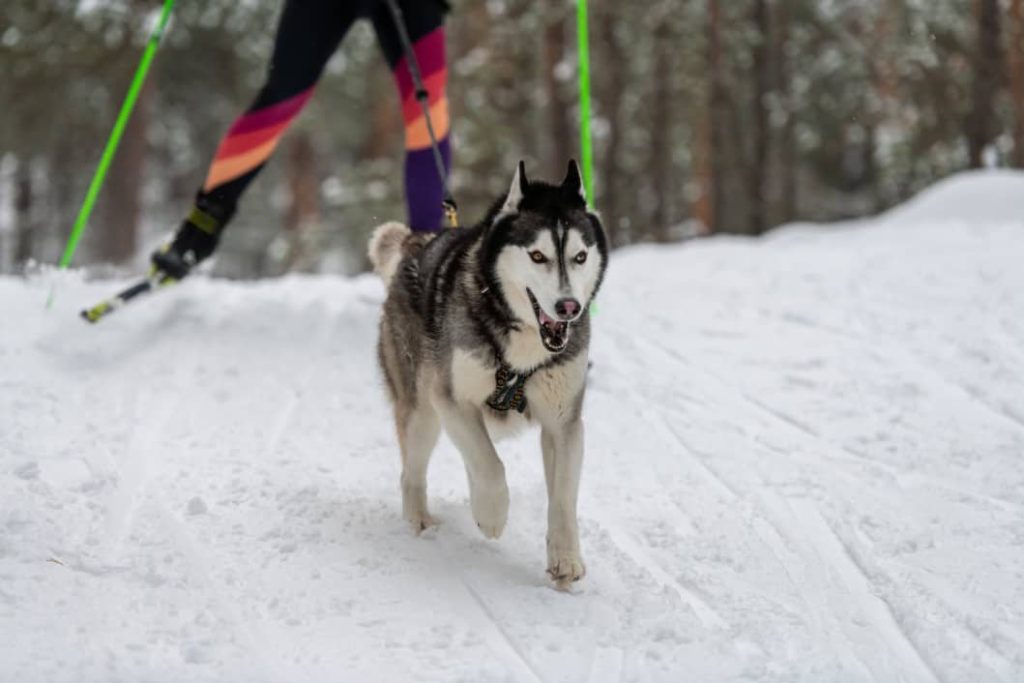 walking harnesses for dogs